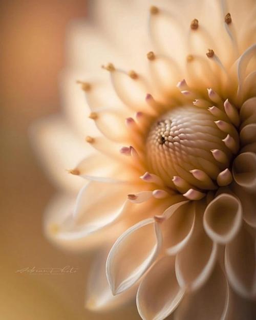 Цветочный сон фотографа Adrian. 04