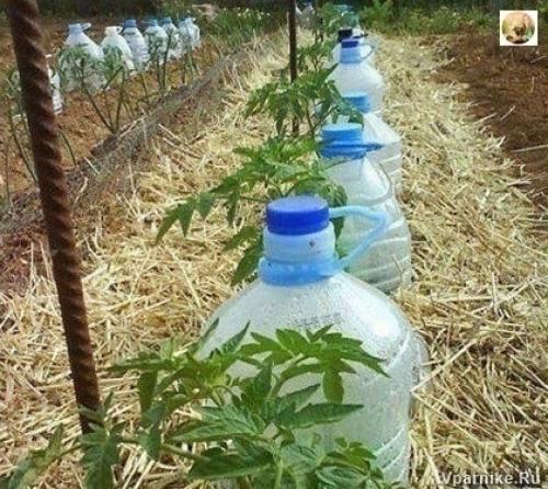 Простой способ саморегулируемого полива при помощи пластиковых бутылок.


