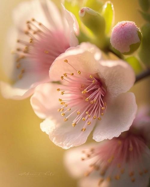 Цветочный сон фотографа Adrian. 02