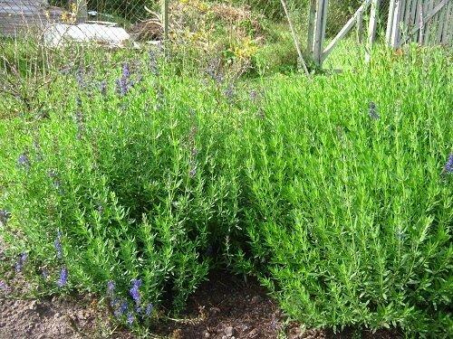 Обязательно посадите иссоп! 01 Обязательно посадите иссоп! 01