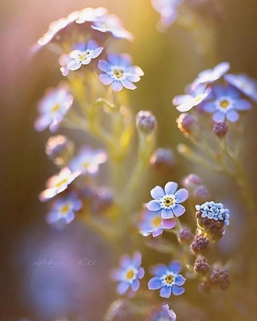 Цветочный сон фотографа Adrian. 05