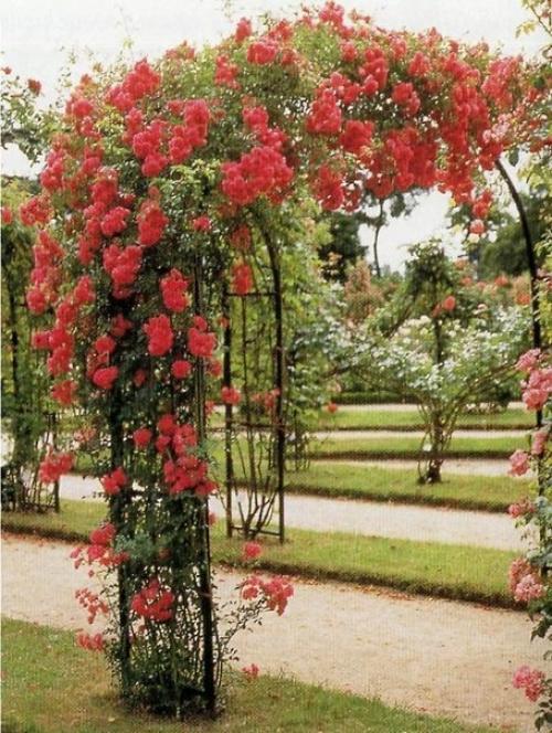 Мы сажаем в саду плетистые розы! 01 Мы сажаем в саду плетистые розы! 01