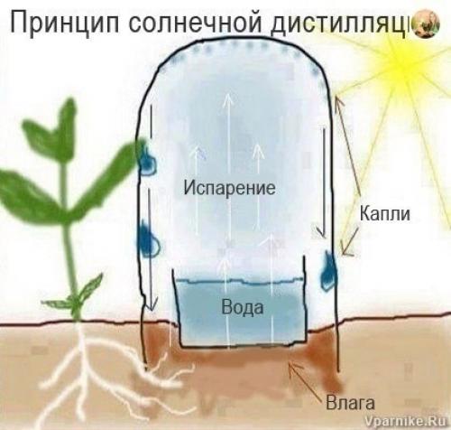 Простой способ саморегулируемого полива при помощи пластиковых бутылок. 01