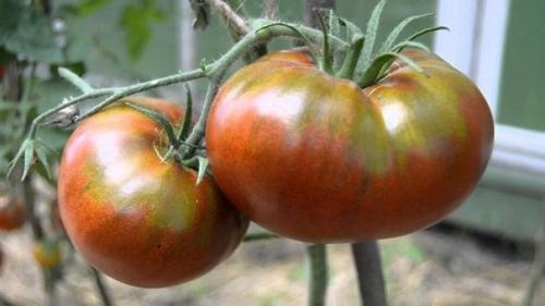 Чтобы было больше помидоров, чем зелени на них! 01 Чтобы было больше помидоров, чем зелени на них! 01