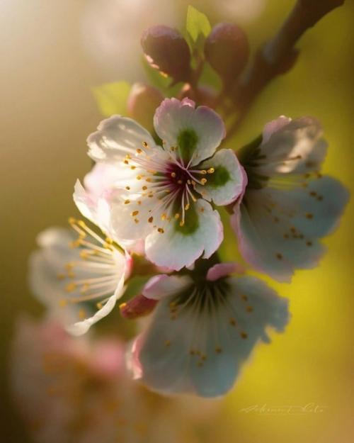 Цветочный сон фотографа Adrian. 07