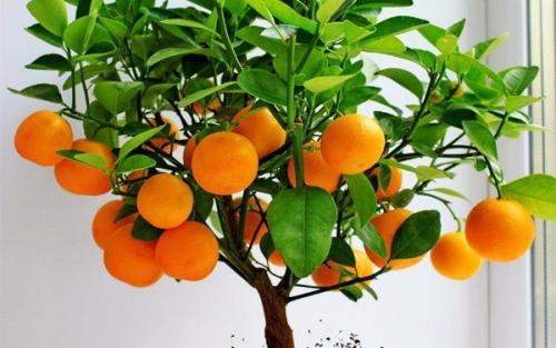 Как вырастить мандарин из косточки. 04