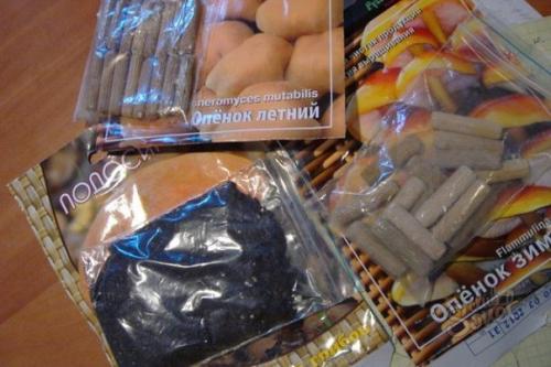 Как вырастить опята на даче. 02 Как вырастить опята на даче. 02