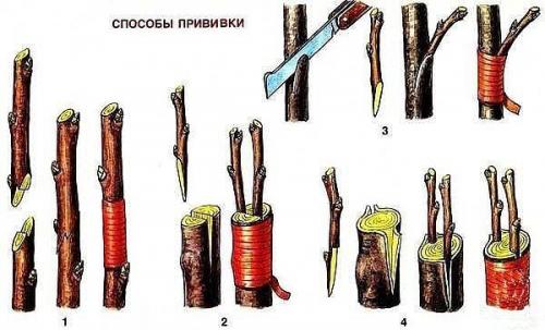 Как правильно привить на яблоню несколько сортов. 03 Как правильно привить на яблоню несколько сортов. 03