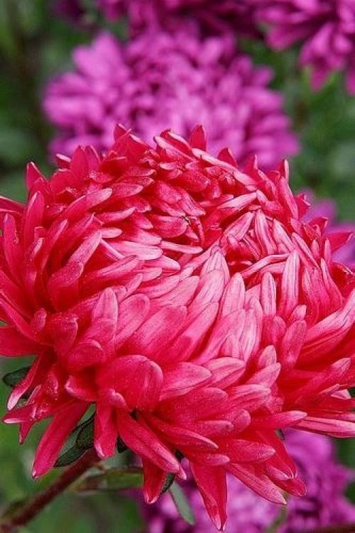 Секрет выращивания астр. 03