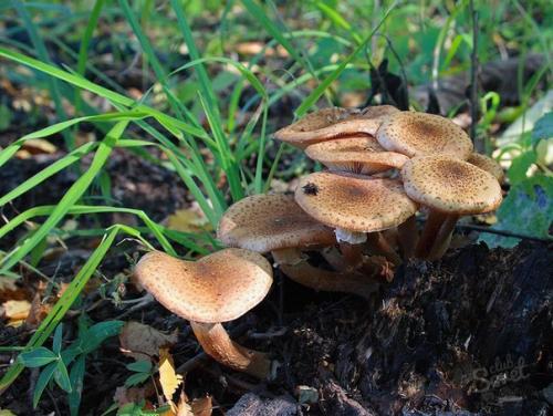 Как вырастить опята на даче. 03 Как вырастить опята на даче. 03