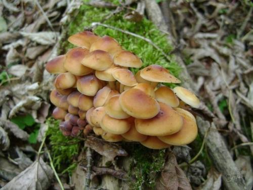 Как вырастить опята на даче. 05 Как вырастить опята на даче. 05