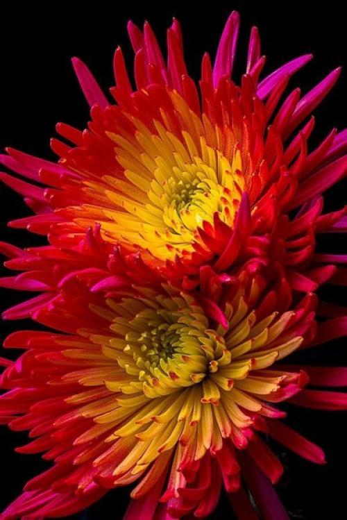 Секрет выращивания астр. 04