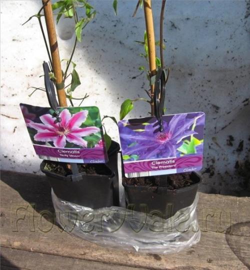Как и куда правильно посадить клемтис. 04 Как и куда правильно посадить клемтис. 04