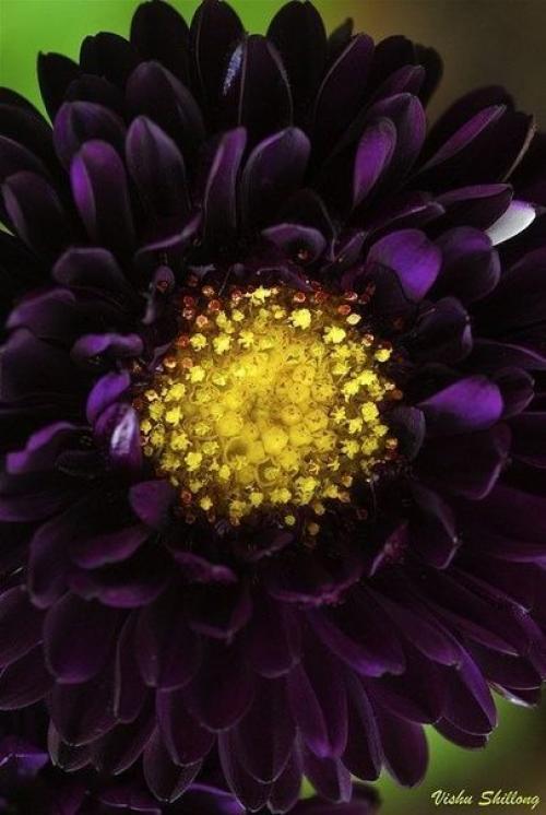 Секрет выращивания астр. 01