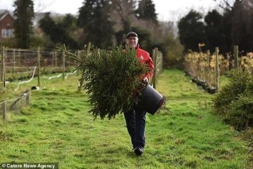 Англичане прокат ёлок придумали! 01