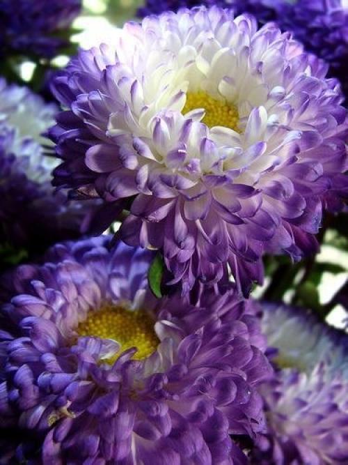 Секрет выращивания астр. 02