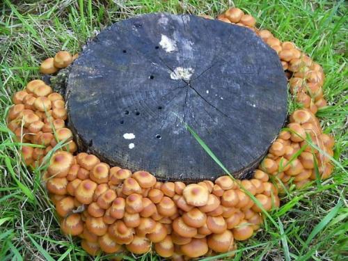 Как вырастить опята на даче. 04 Как вырастить опята на даче. 04