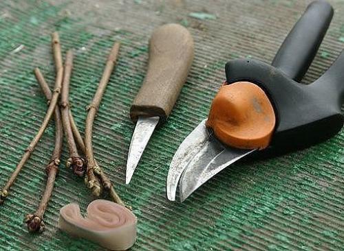 Как правильно привить на яблоню несколько сортов. 02 Как правильно привить на яблоню несколько сортов. 02