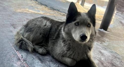 Пес по кличке умка больше года ждет в аэропорту Кызыла погибшего на сво хозяина. 02