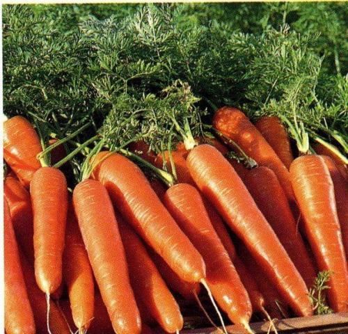 Условия прореживания растений. 01 Условия прореживания растений. 01