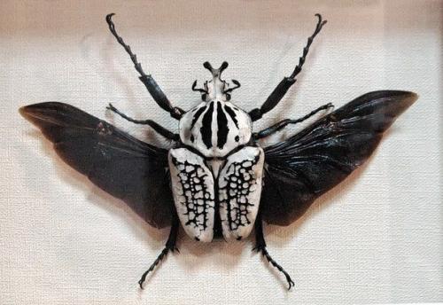 Жуки - голиафы. Этих жуков называют Голиафами вовсе не для красного словца: они считаются самыми тяжелыми жуками в мире. 01 Жуки - голиафы. Этих жуков называют Голиафами вовсе не для красного словца: они считаются самыми тяжелыми жуками в мире. 01