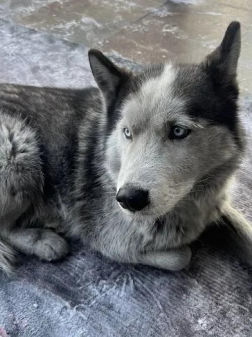 Пес по кличке умка больше года ждет в аэропорту Кызыла погибшего на сво хозяина. 01