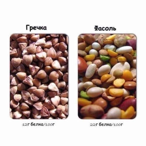Содержание белка в продуктах. 06