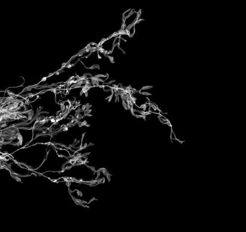 Оригинальный фотопроект.  Мир в рентгеновском аппарате. 06