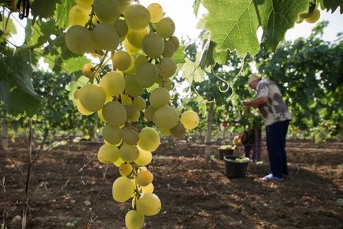 Виноградная лоза должна страдать. 02 Виноградная лоза должна страдать. 02