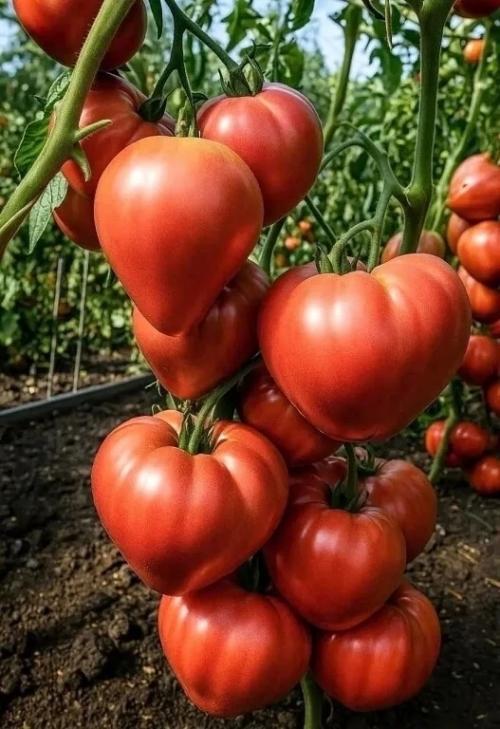 Toматы для ленивых.

