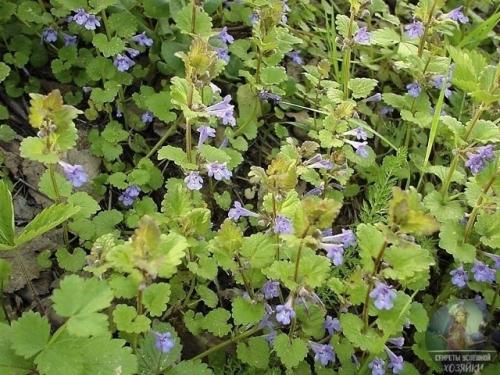 Она растёт в каждом саду и называется ведьмина трава.  