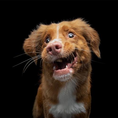 Canon EOS 5D Mark IV. 02