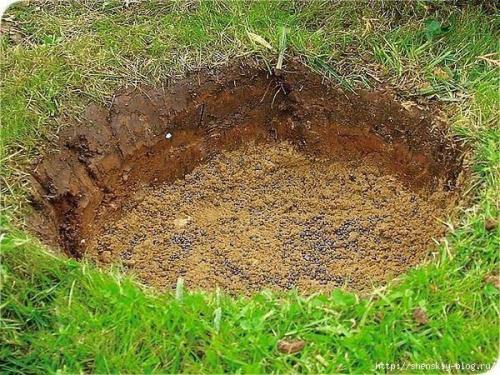 Клумба из тюльпанов своими руками. 03 Клумба из тюльпанов своими руками. 03