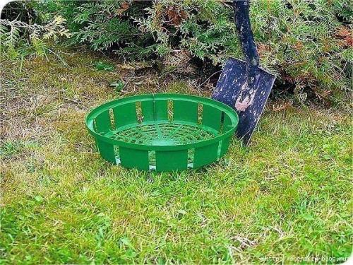 Клумба из тюльпанов своими руками. 01 Клумба из тюльпанов своими руками. 01