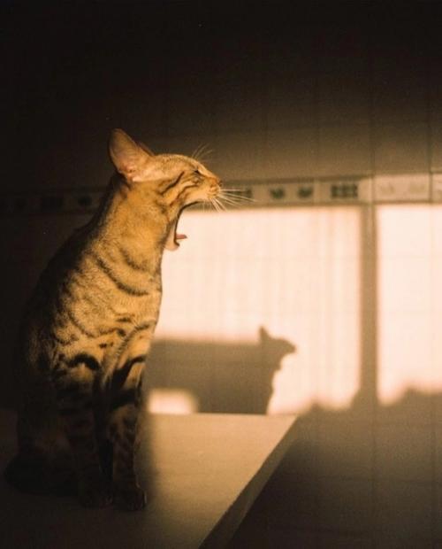 Фотограф Sarah Latif делает весьма эстетичные автопортреты и портреты своего котейки по кличке вито. 04