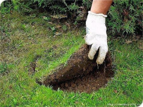 Клумба из тюльпанов своими руками. 02 Клумба из тюльпанов своими руками. 02