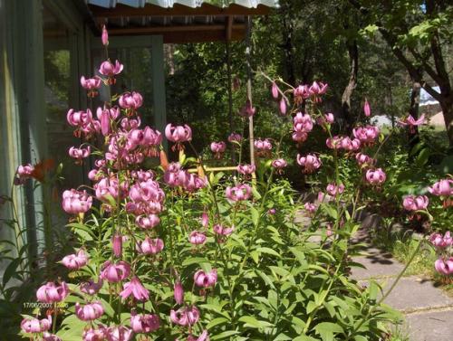 Лилии - мартагоны: один раз посадил, полвека любуешься. 02 Лилии - мартагоны: один раз посадил, полвека любуешься. 02