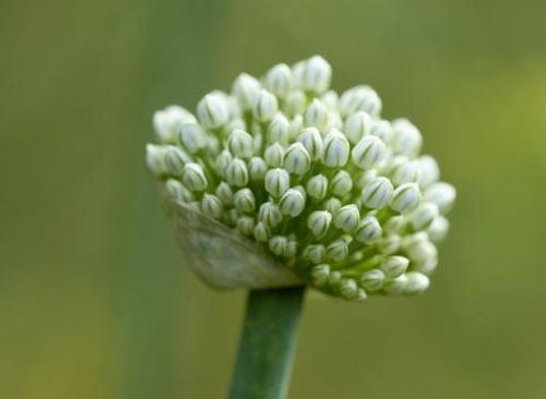 Лук - батун, - основы агротехники и полезные свойства. 02 Лук - батун, - основы агротехники и полезные свойства. 02