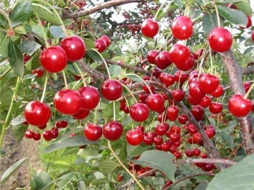 Совместимость плодовых деревьев. 02 Совместимость плодовых деревьев. 02