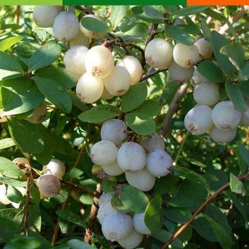 Нетипичные плодовые культуры для северного сада.
