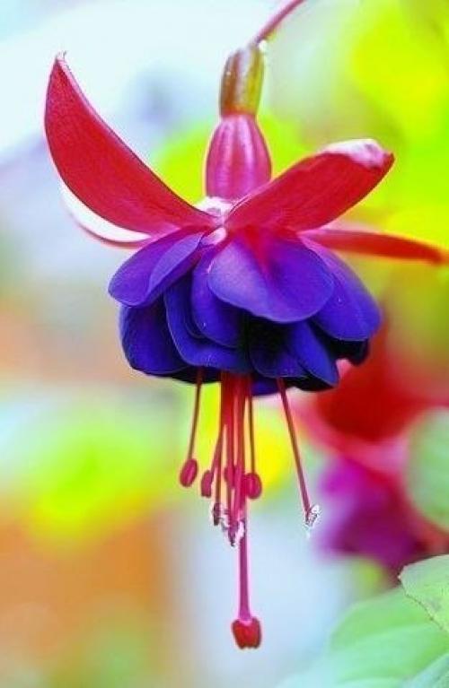 Секреты формирования фуксии. 01