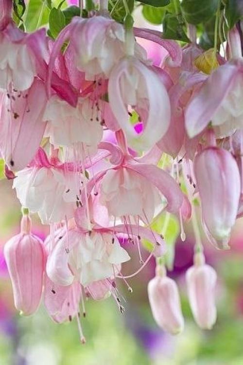 Секреты формирования фуксии. 03