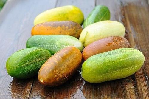 Как выращивать огурцы - пошаговая инструкция для начинающих: 03 Как выращивать огурцы - пошаговая инструкция для начинающих: 03