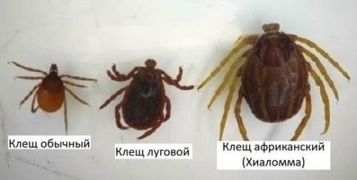 В Рoccию пpишли клeщи - мутанты рода хиаломма - они не просто кусают, а целенаправленно преследуют людей! 02