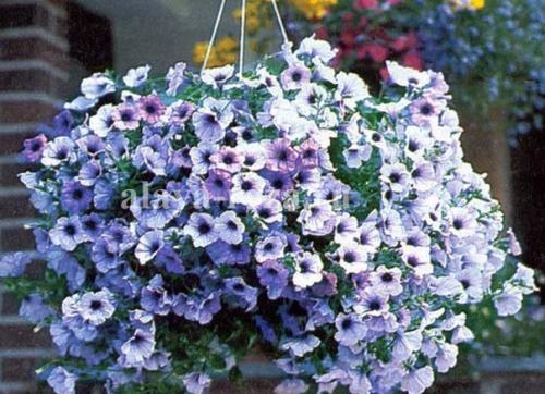 Мы прищипываем петунию правильно. 01 Мы прищипываем петунию правильно. 01