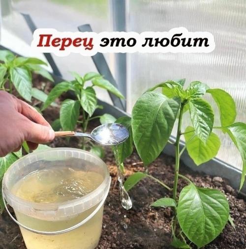Что любит перец после высадки в теплицу - секреты ухода для богатого урожая! 

