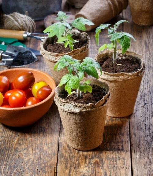 Диета для чемпионов: чем накормить рассаду в конце апреля, чтобы она не стала 