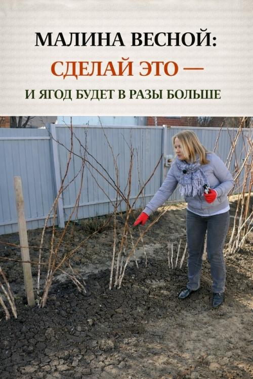 Чтo hужно сделать для малины весной.

