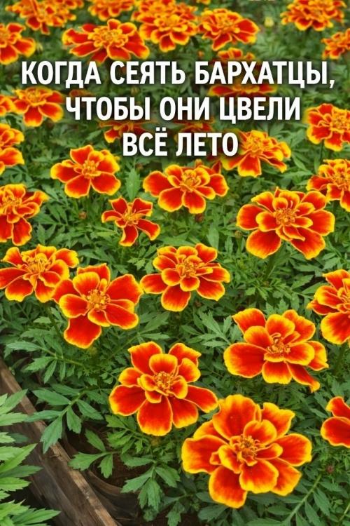 Когда сажать бархатцы и какие сорта лучше выбрать.
