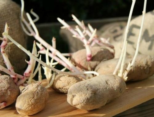 Ростки картофеля: ценный ресурс, который вы зря выбрасываете! 

